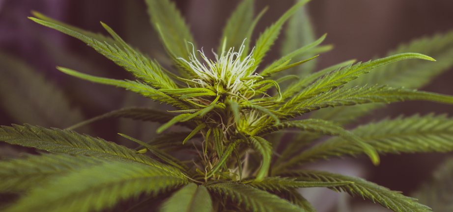 CBD Oil makes for high grade femcare