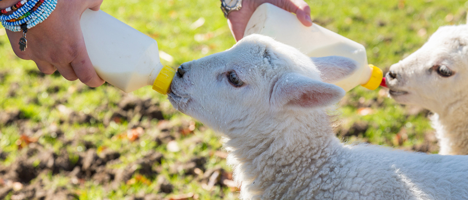Chronicles of a New Mum: Building Up Your Milk Stash