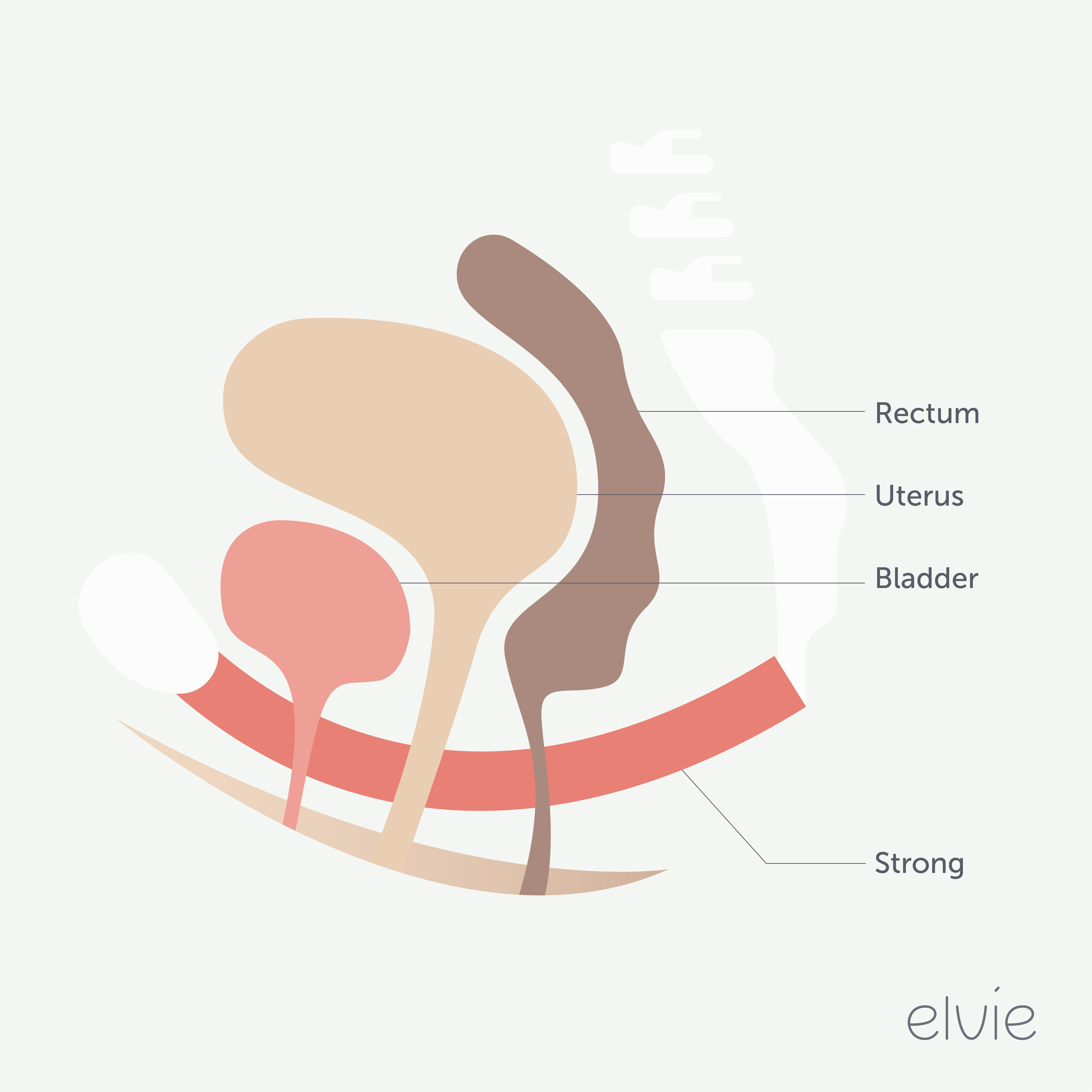 Strong pelvic floor
