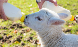 Chronicles of a New Mum: Building Up Your Milk Stash